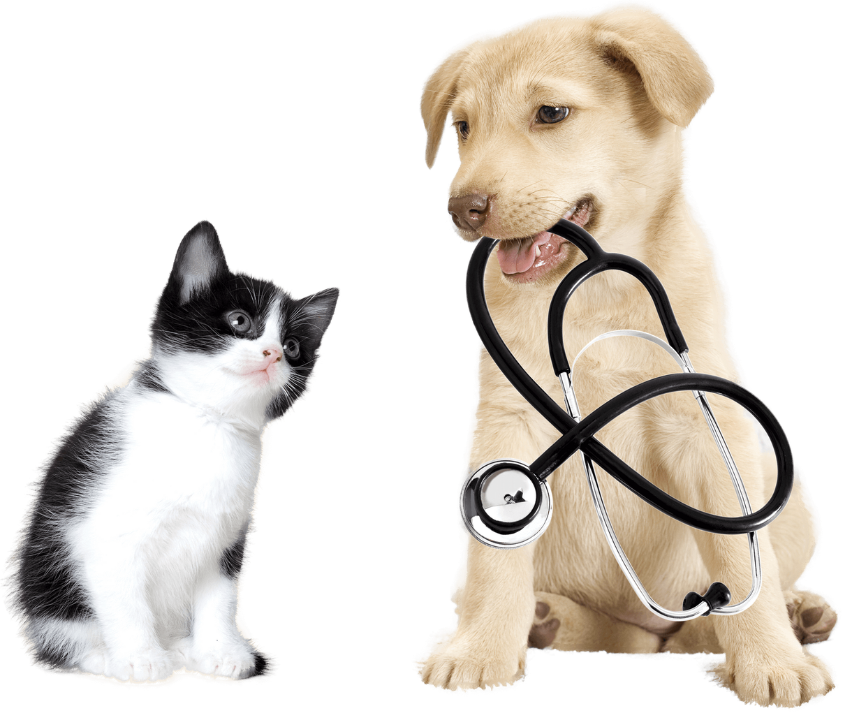 A dog and a cat are sitting next to each other with a stethoscope in their mouths.