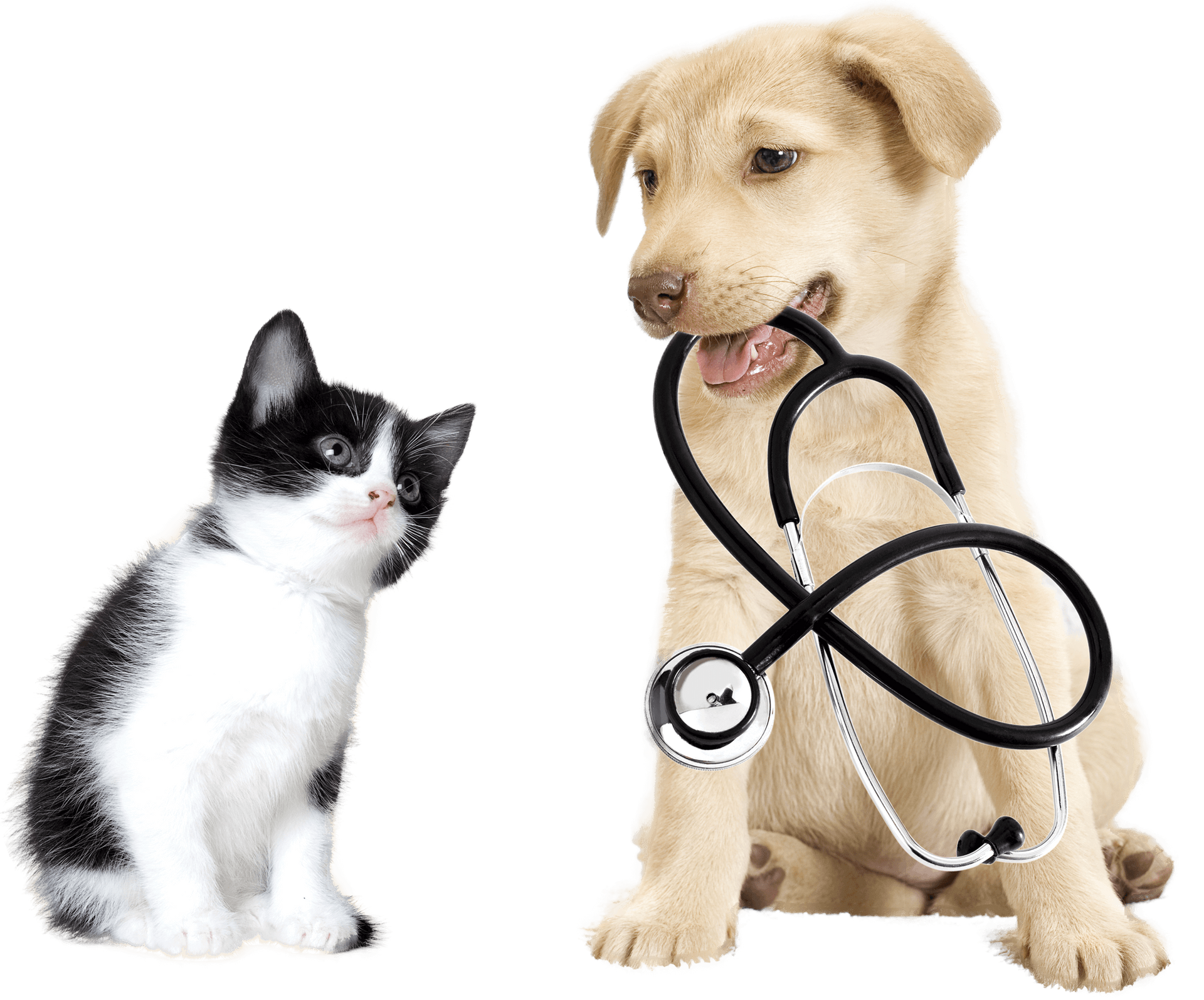 A dog and a cat are sitting next to each other with a stethoscope in their mouths. A dog and a cat are sitting next to each other with a stethoscope in their mouths.