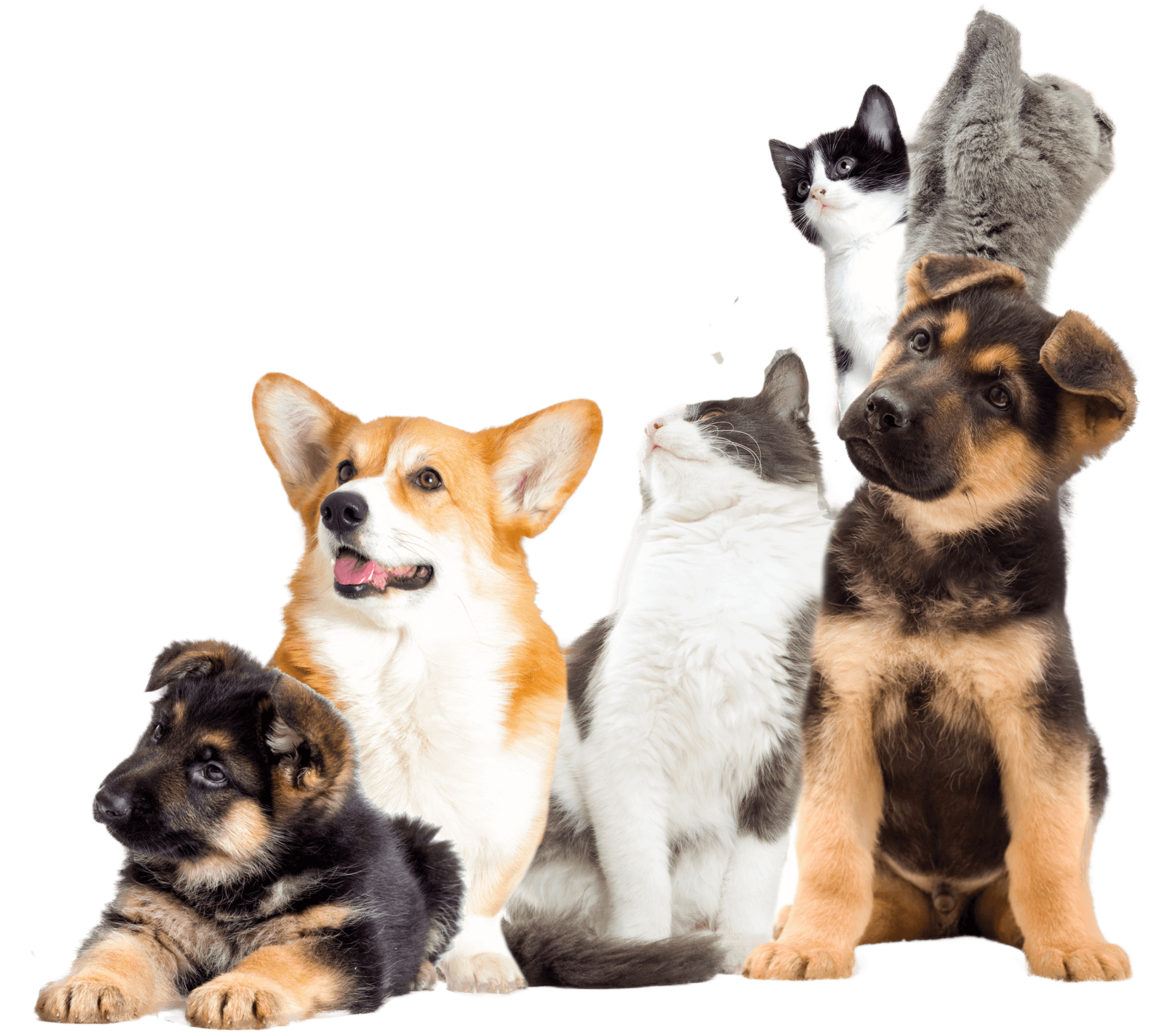 A group of dogs, cats, and a guinea pig are sitting next to each other on a white background.