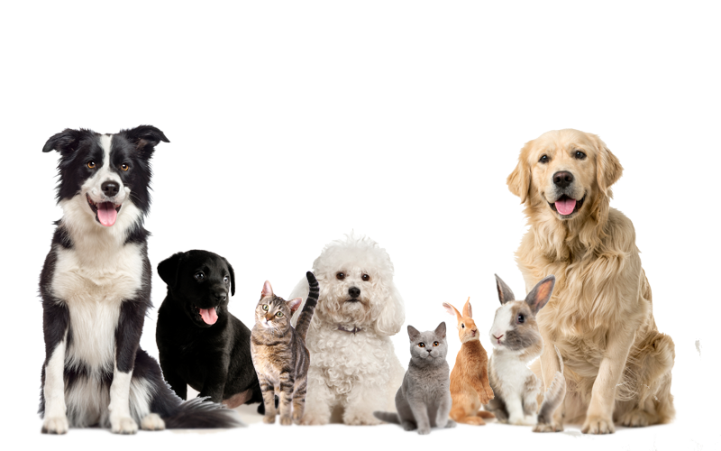 A group of cats, dogs, and a bird standing next to each other.