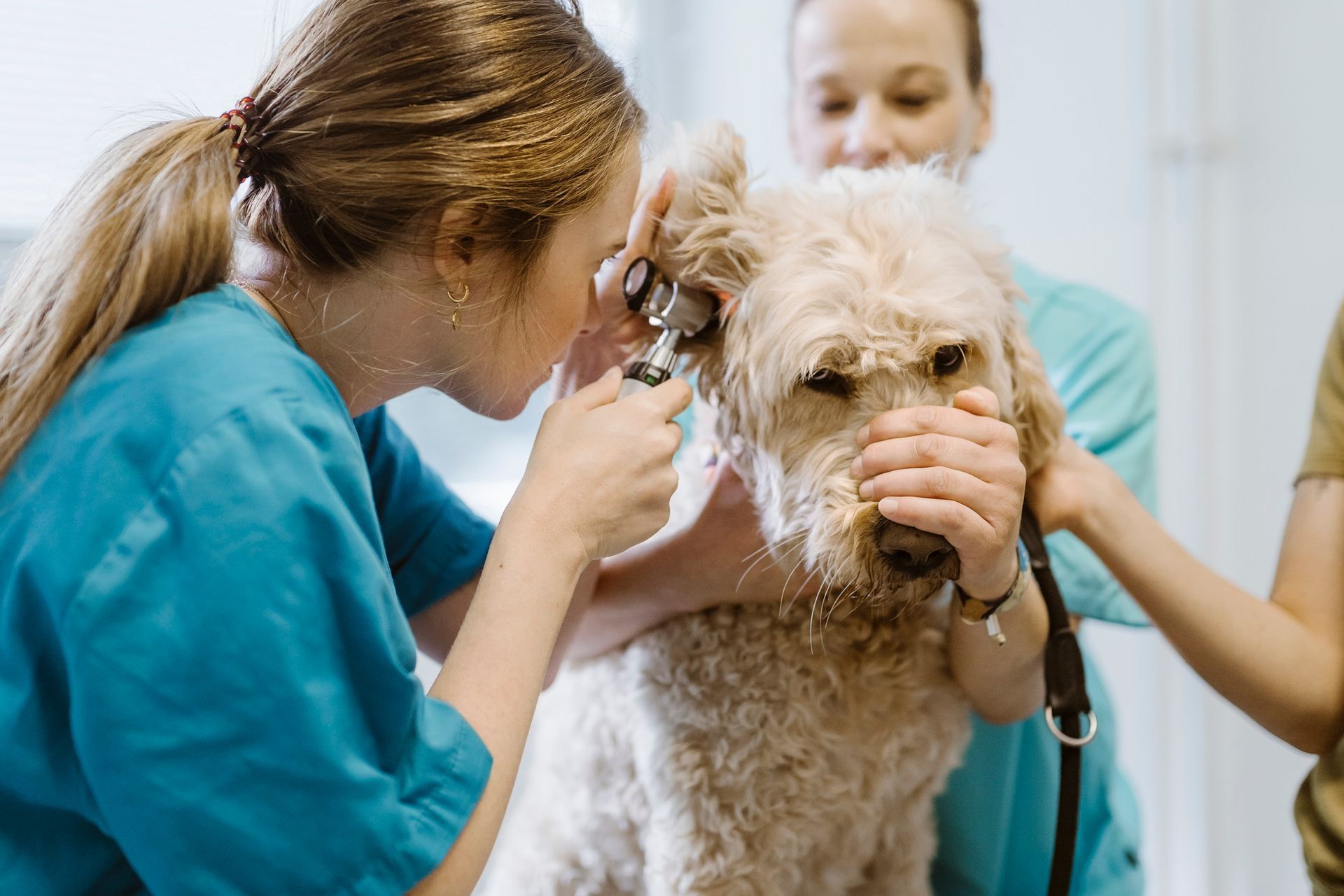 A vet uses an otoscope to examine a dog's ear as two assistants hold it.