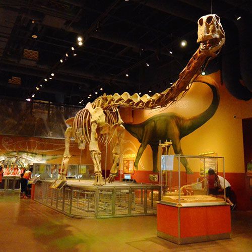 A large dinosaur skeleton is on display in a museum