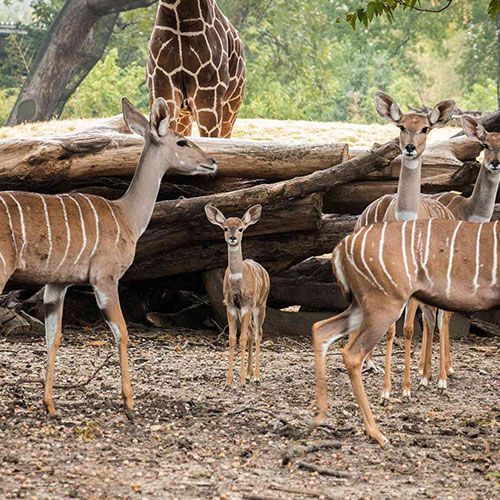 A group of deer standing next to each other in a field with a giraffe in the background.