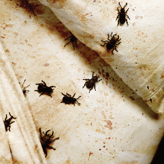 Before your next holiday download our free  Bed Bug  Holiday  Checklist