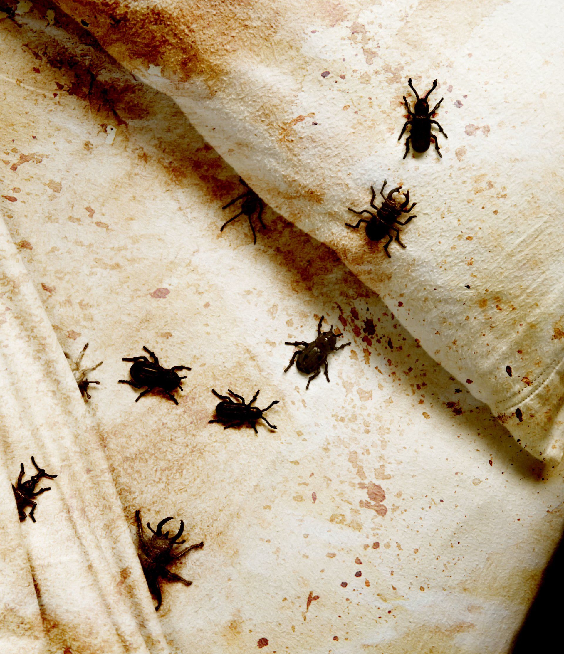 Before your next holiday download our free  Bed Bug  Holiday  Checklist