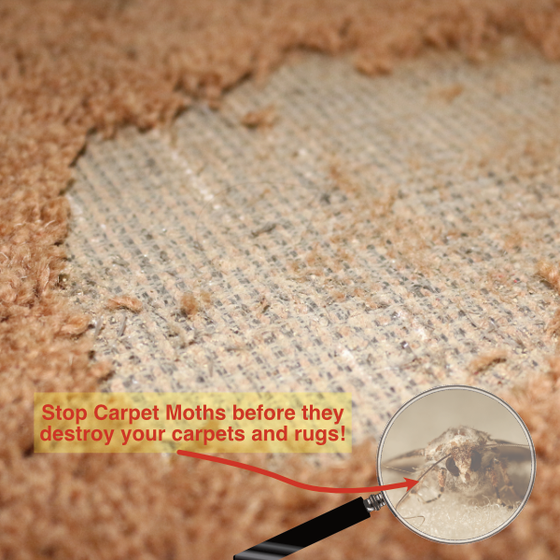 A piece of carpet with severe carpet moth damage.