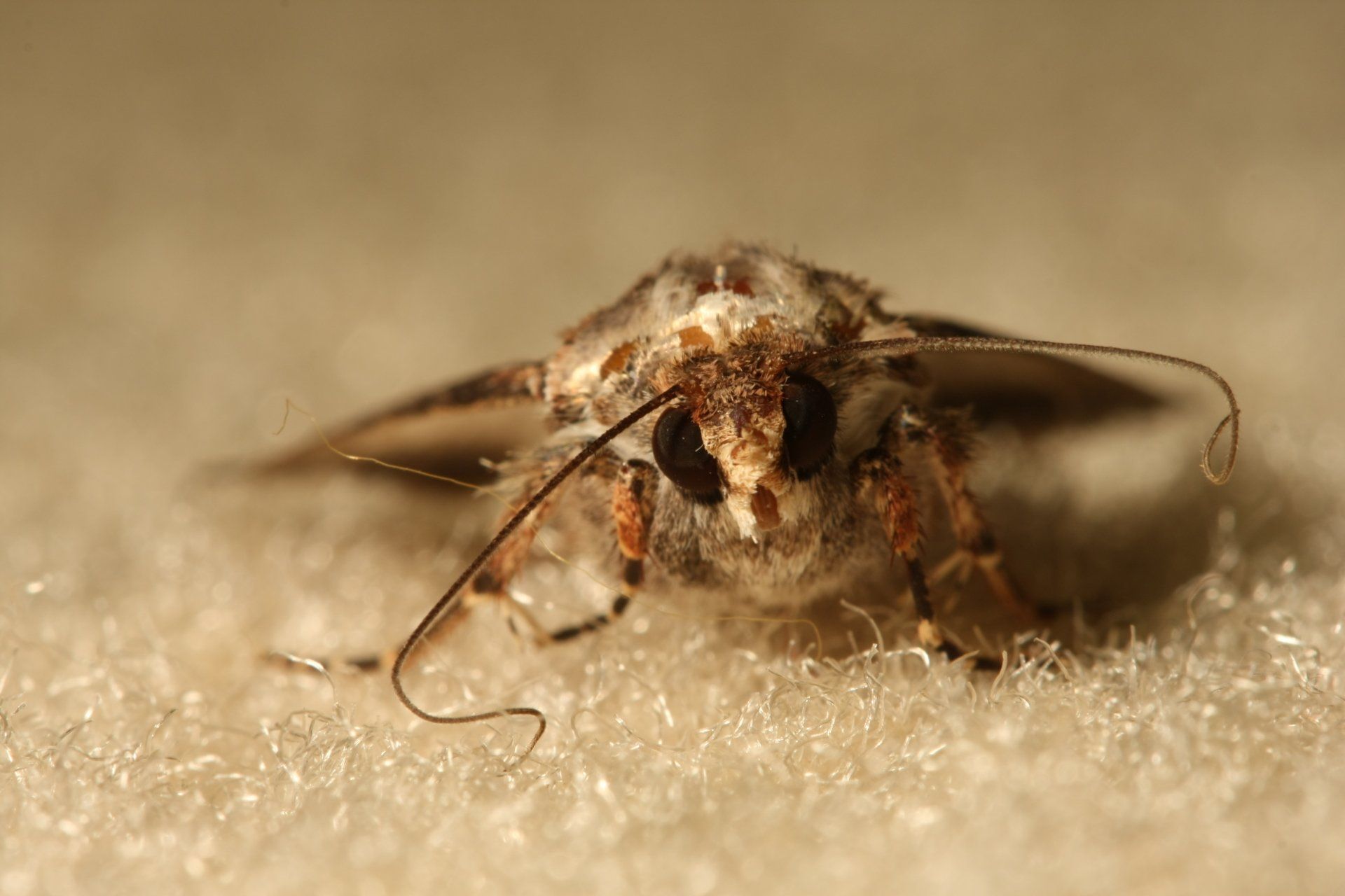 Image of a carpet moth