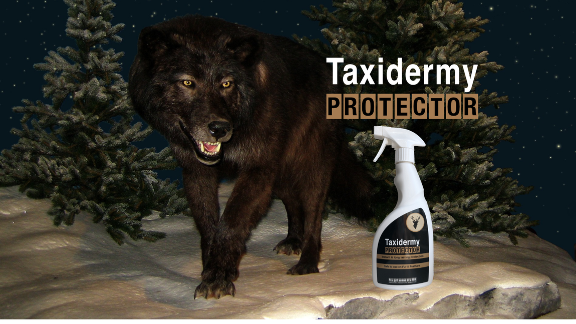 Image of a taxidermy wolf with a bottle of Taxidermy Protector.