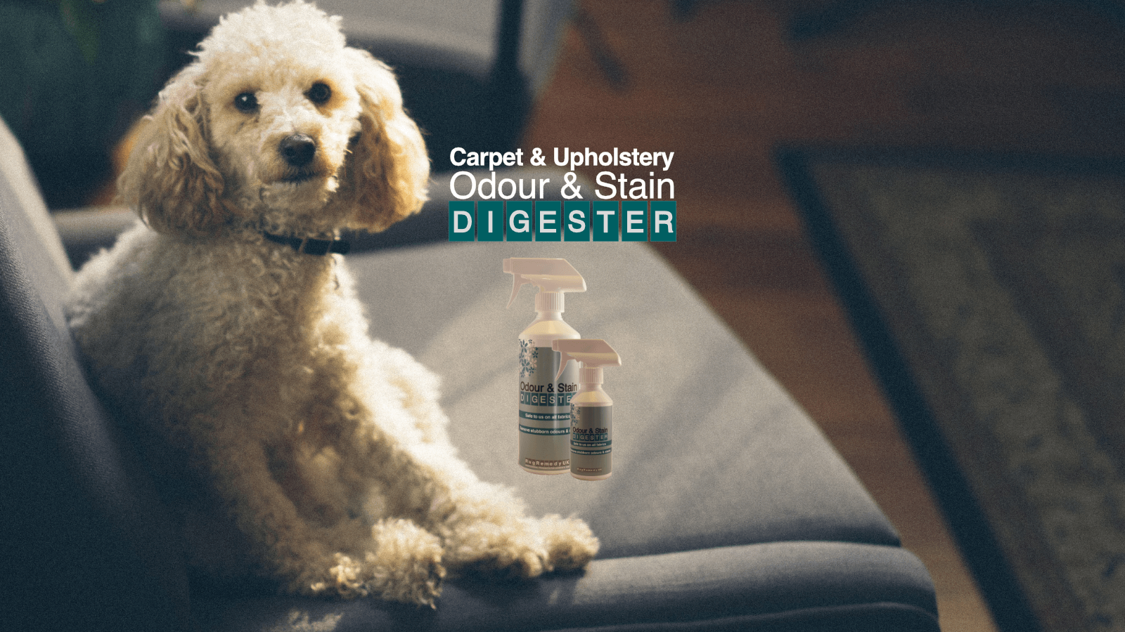Cute poodle puppy sitting on a sofa with Odour and Stain Digester bottles.