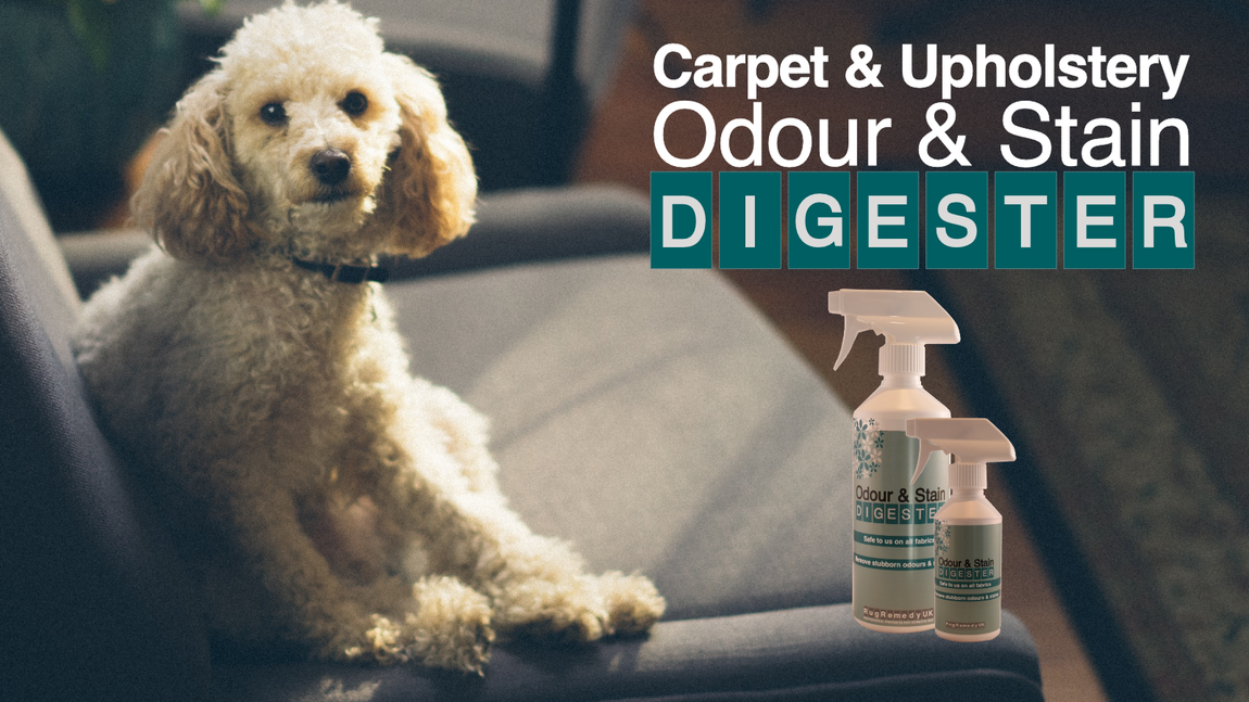 Image of a dog lying on a sofa with a bottle of Odour and Stain Digester.