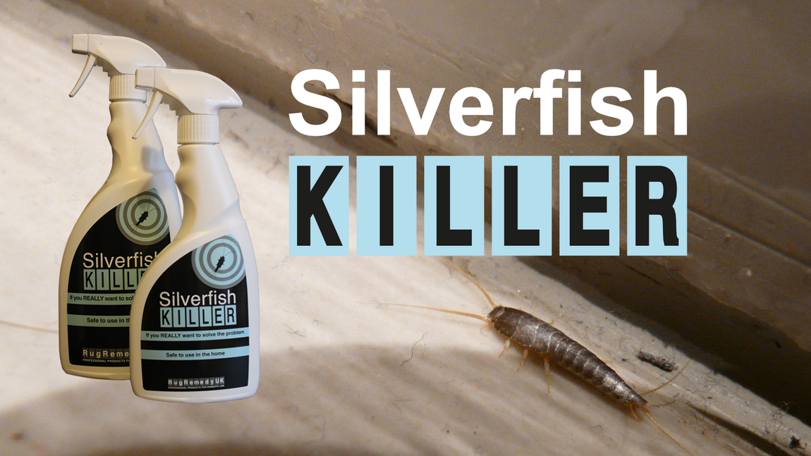 Silverfish Killer - close up image of a silverfish