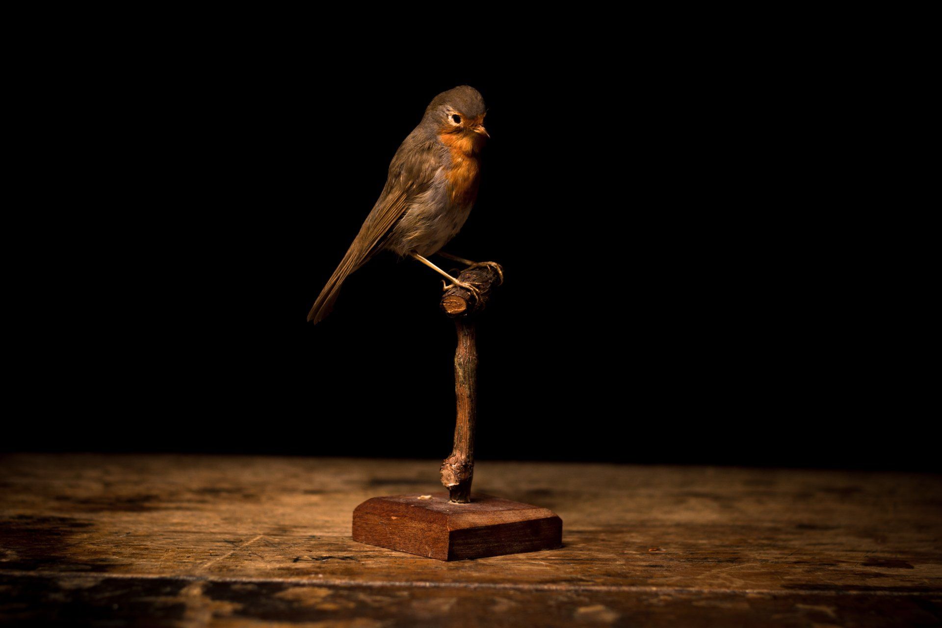 Taxidermy protector - image of taxidermy mounted bird