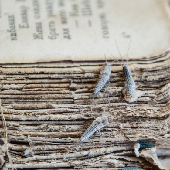 Download our  Silverfish  Information  Sheet, image of a silverfish eating the spine of an old book.