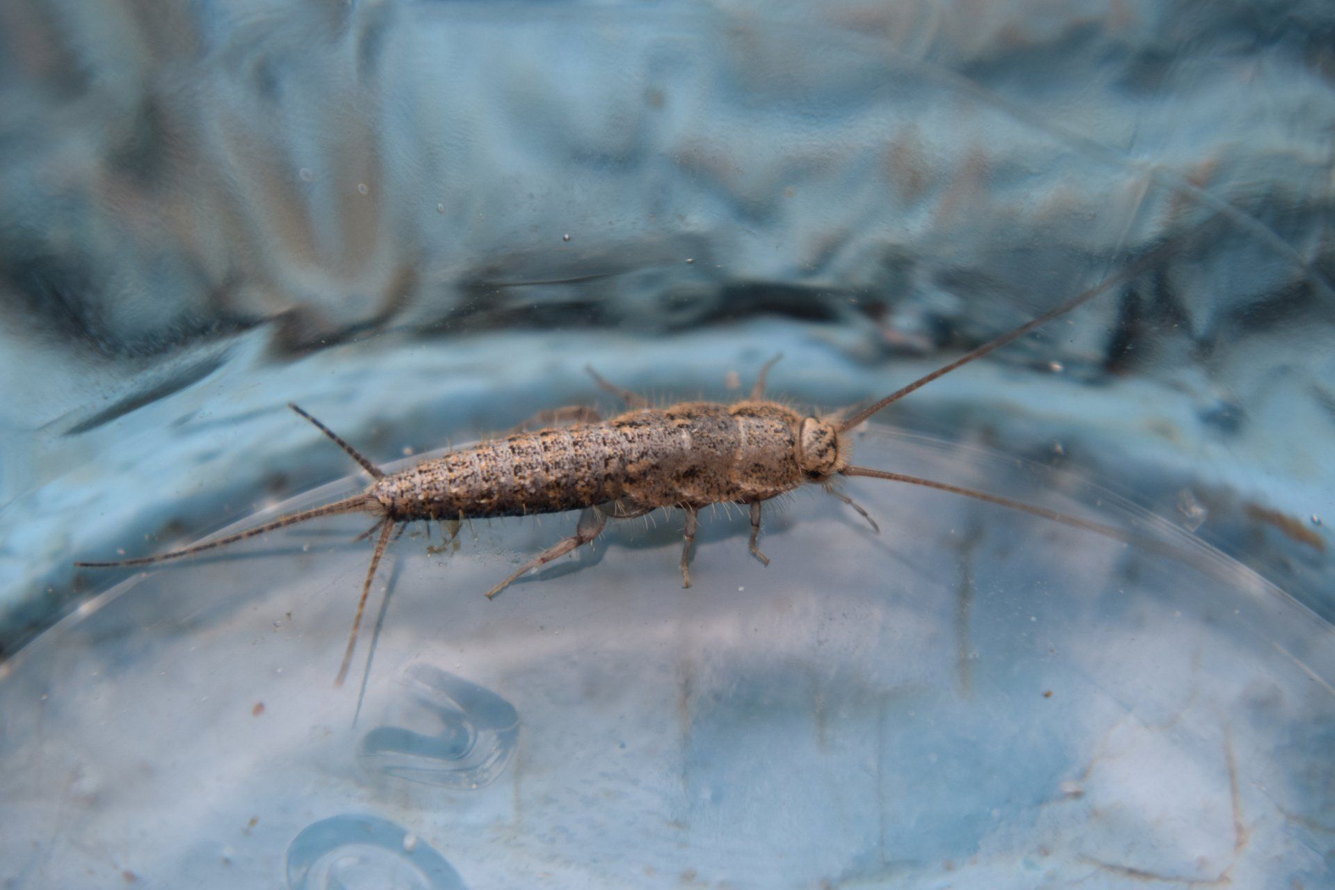 Download our  Silverfish  Information  Sheet, image of a silverfish