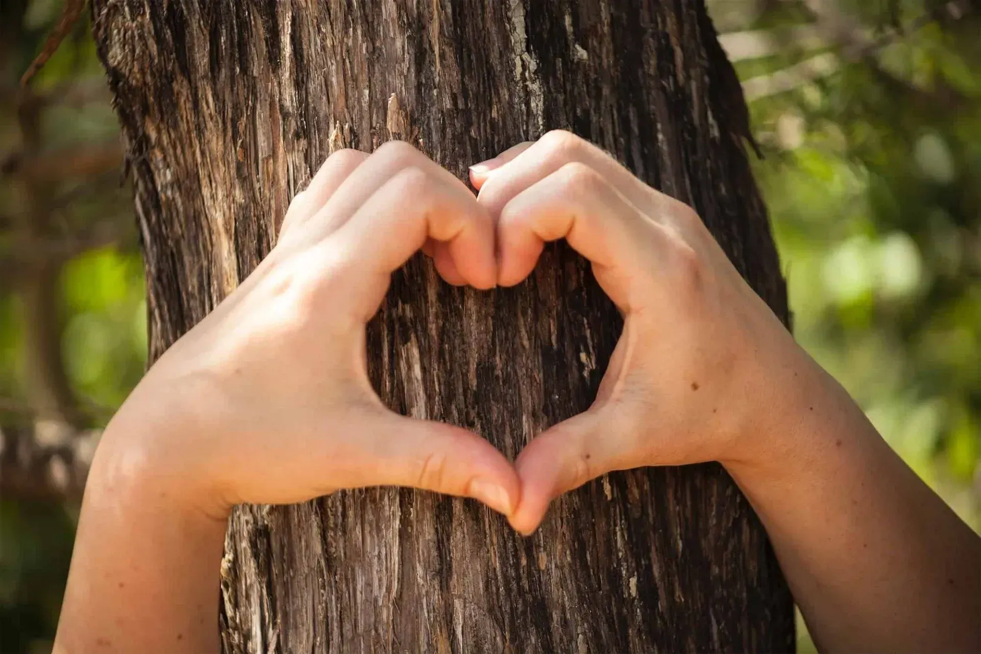 Hands forming a heart shape in front of a tree trunk.