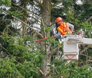 bvt-tree-pruning