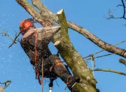 bvt-tree-removal
