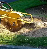 A yellow stump grinder grinding a tree stump into wood chips on a grassy lawn.
