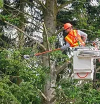 Arborist in bucket truck trims tree with pole saw, wearing safety vest and helmet.