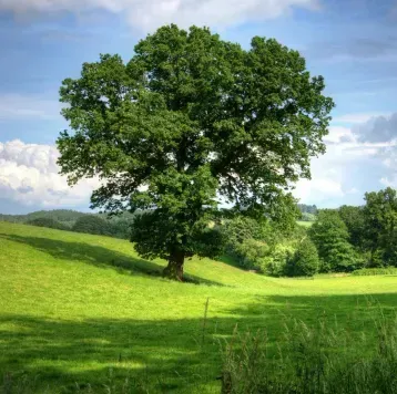 A large tree in a grassy field on a sunny day with a blue sky and clouds.