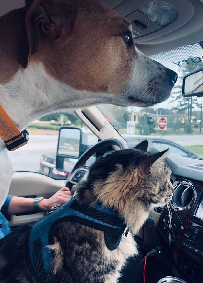 A dog and a cat are sitting in the driver 's seat of a car.