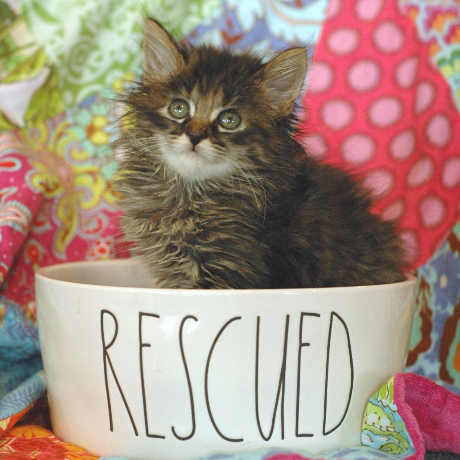 A kitten is sitting in a bowl that says rescued