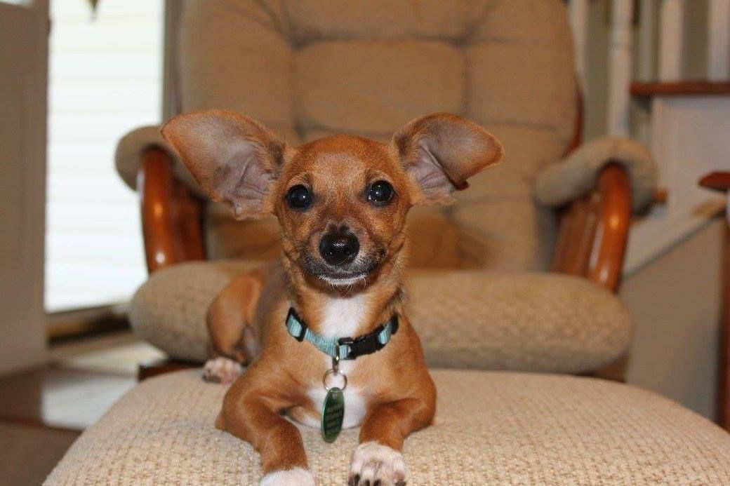 A small brown and white dog is sitting on an ottoman in front of a chair.