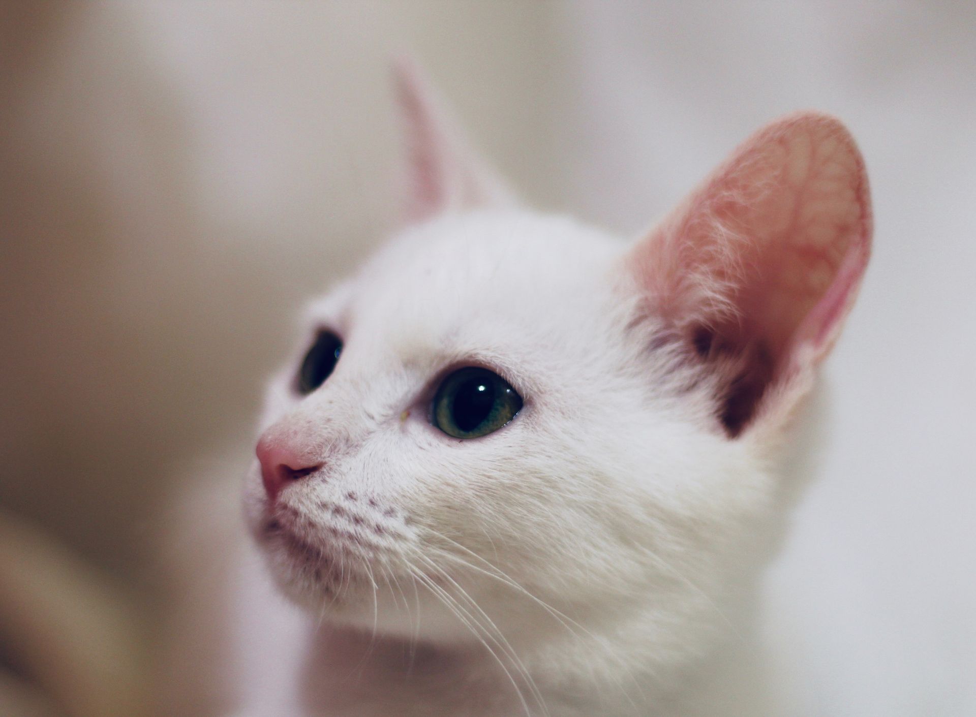 A close up of a white cat with green eyes looking up.