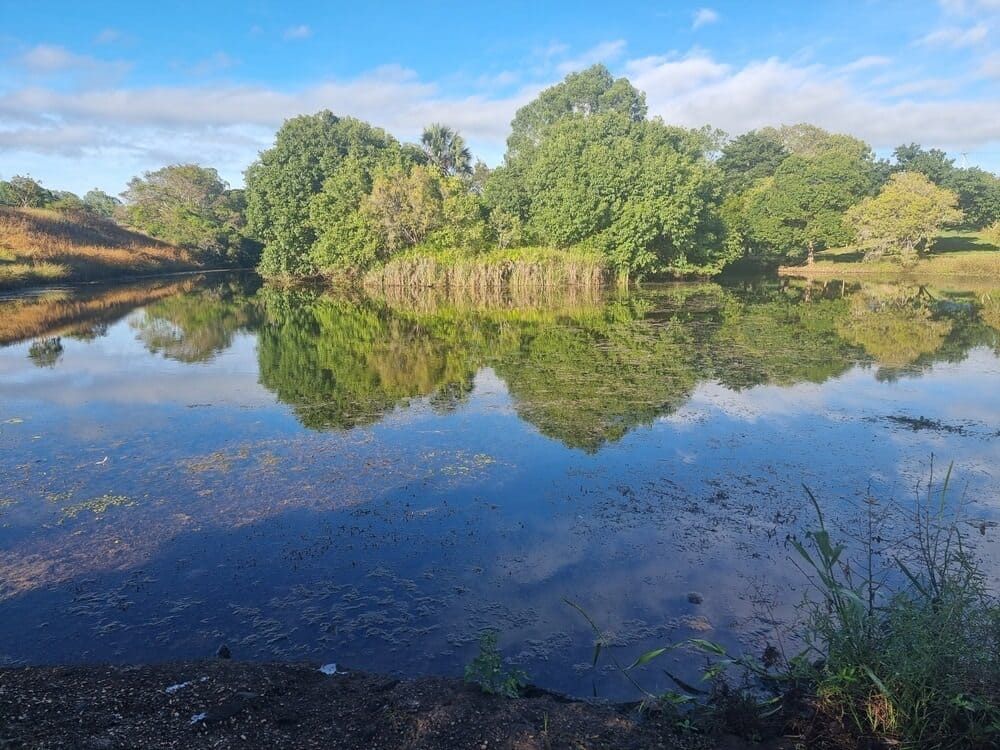 A Lake With Trees on the Shore and Trees Reflected in the Water — Coastal Coverings In Mareeba, QLD