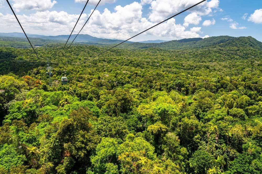 A View of a Lush Green Forest From a Cable Car — Coastal Coverings In Redlynch, QLD