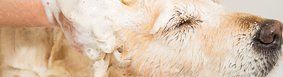 Dog Bath - Dog Groomer