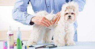Dog Being Groomed - Dog Grooming