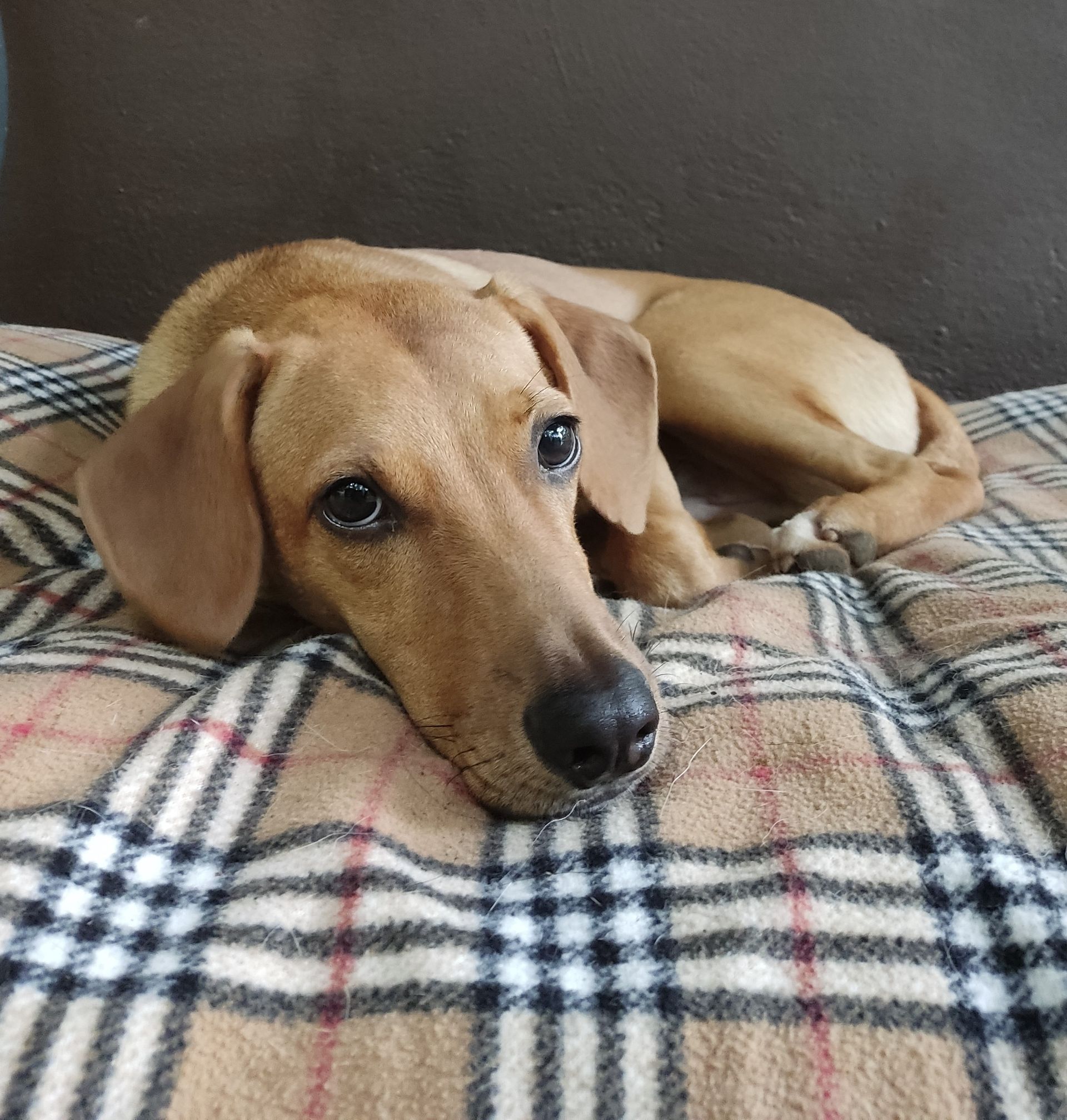 Tan dog resting on a plaid blanket, looking at the viewer with a calm expression.