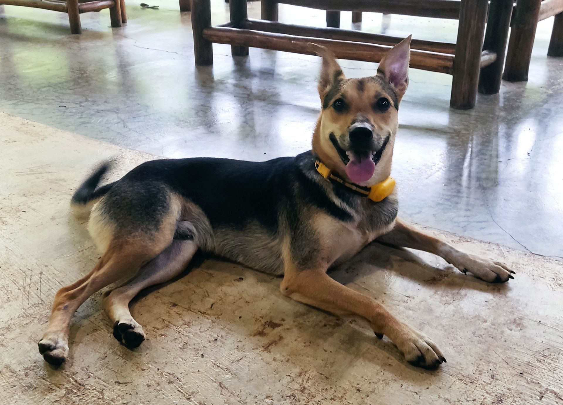 Dog with black, tan, and cream fur, lying on floor, panting with tongue out, yellow collar.
