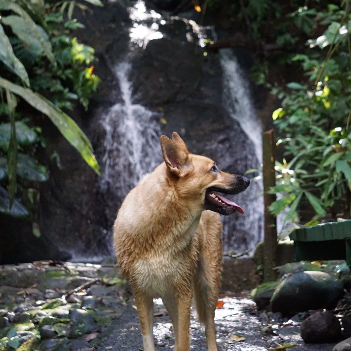 Dog with wet fur stands in front of a small waterfall in a lush, green setting.