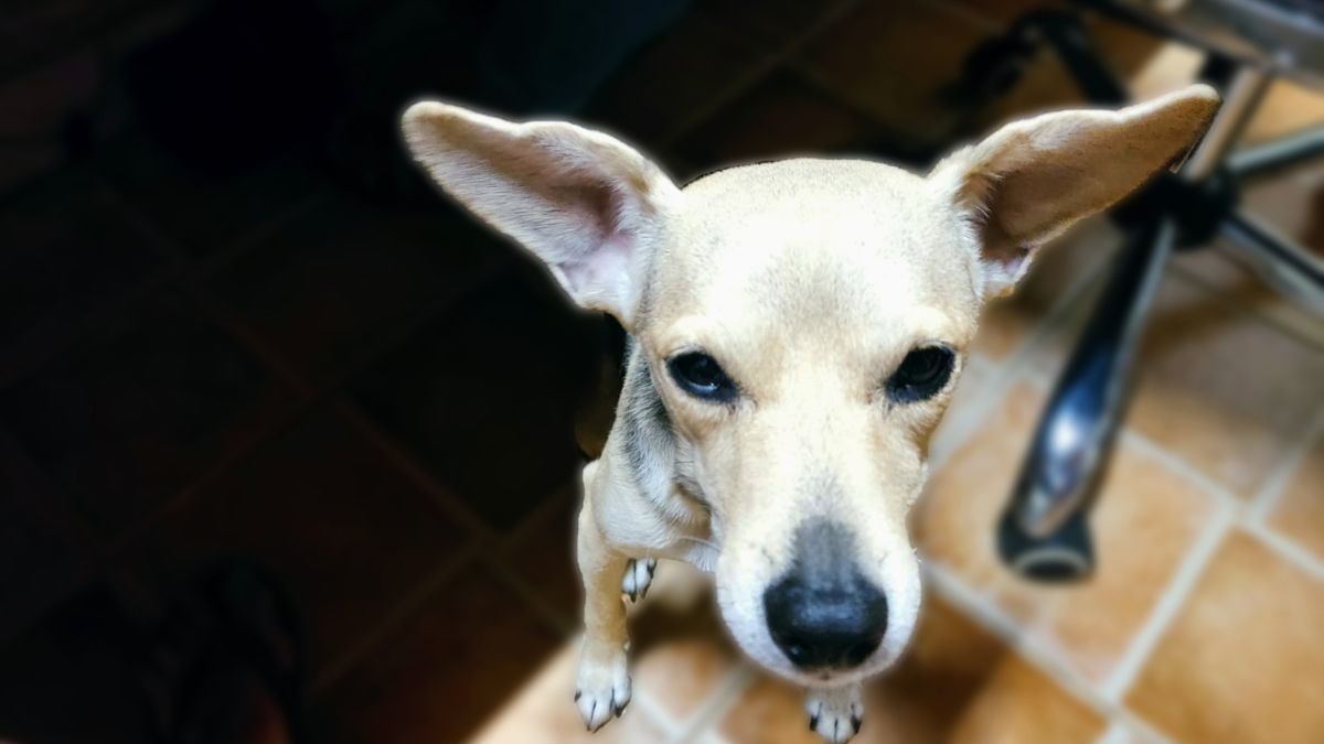 Tan dog with large ears looking directly at the camera, indoors.