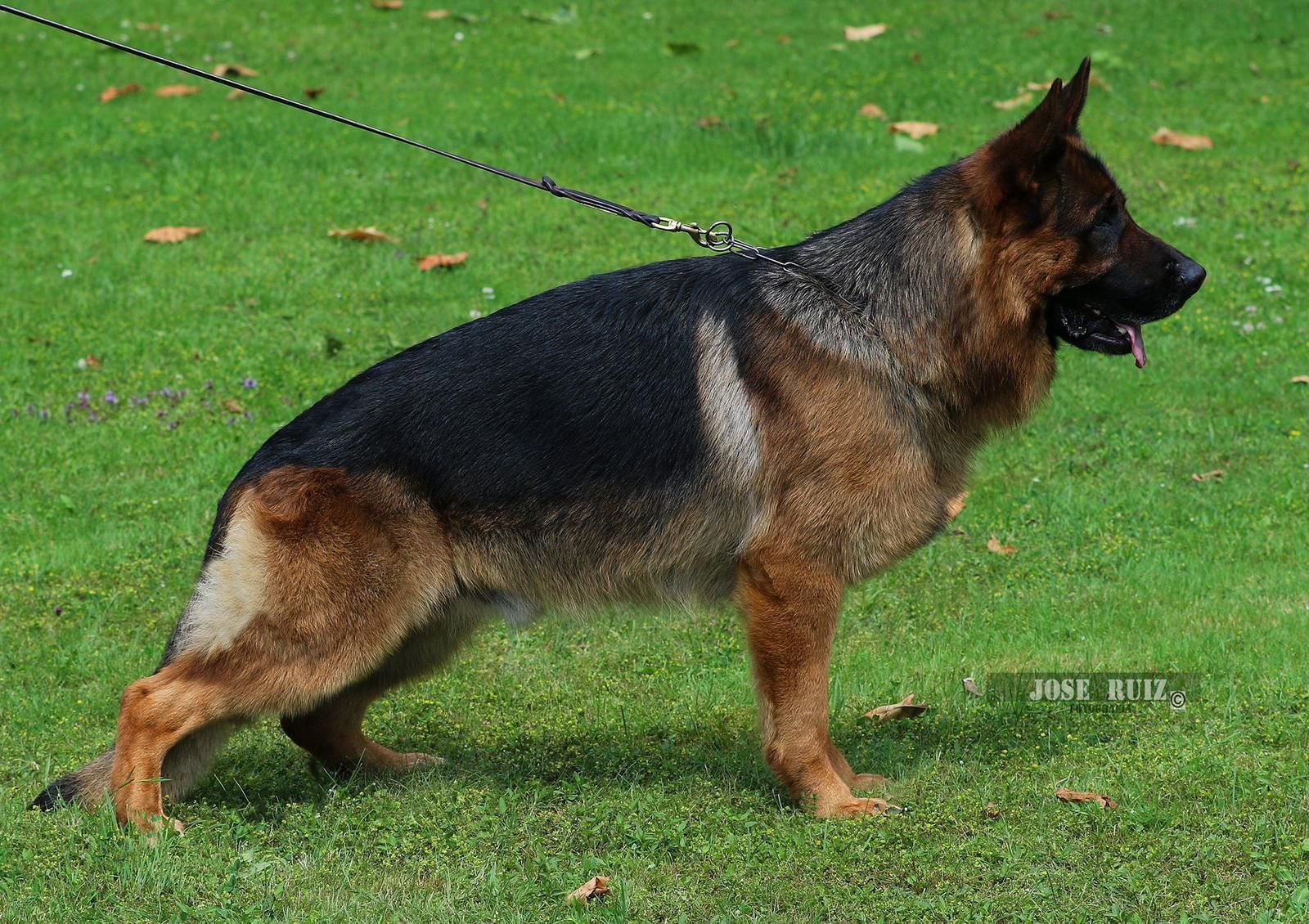 German shepherd standing on grass, black and tan coat, on a leash, facing right.
