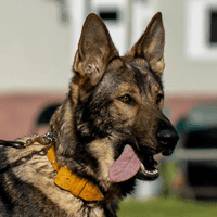 German shepherd with tongue out, wearing a yellow harness, standing outdoors on a leash
