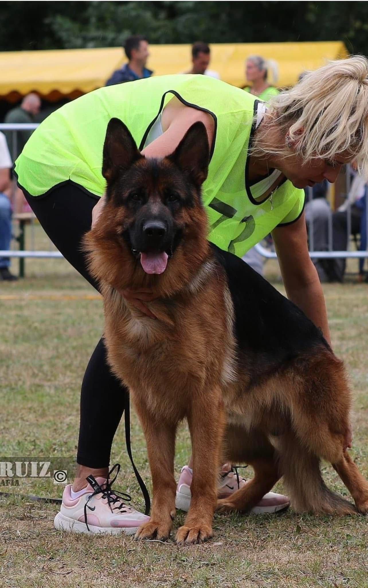 German Shepherd standing on grass at a dog show, with a handler in a neon green vest bending behind it.