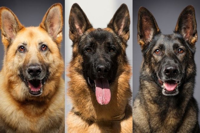 Three German Shepherd dogs in close-up portraits, with tan, black, and dark coats against a dark background.