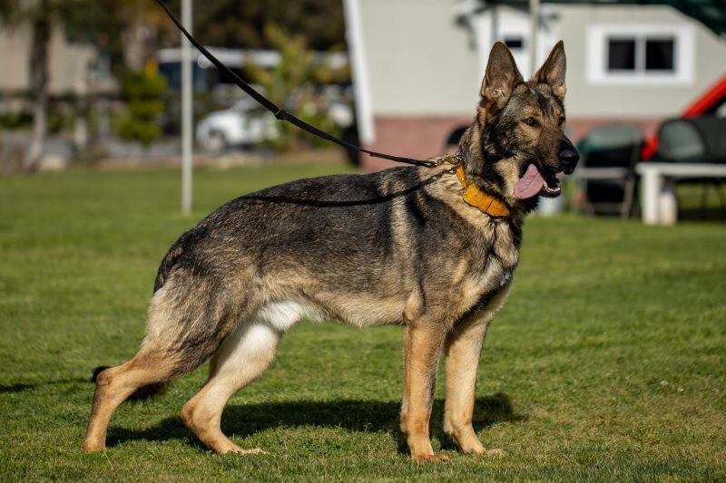 German Shepherd standing on grass wearing a leash and orange collar, with a house in the background