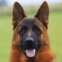 Close-up of a German shepherd with upright ears, black and tan fur, and tongue out against a blurred green background