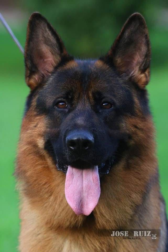German Shepherd with black and tan fur, facing forward with tongue out against a blurred green background