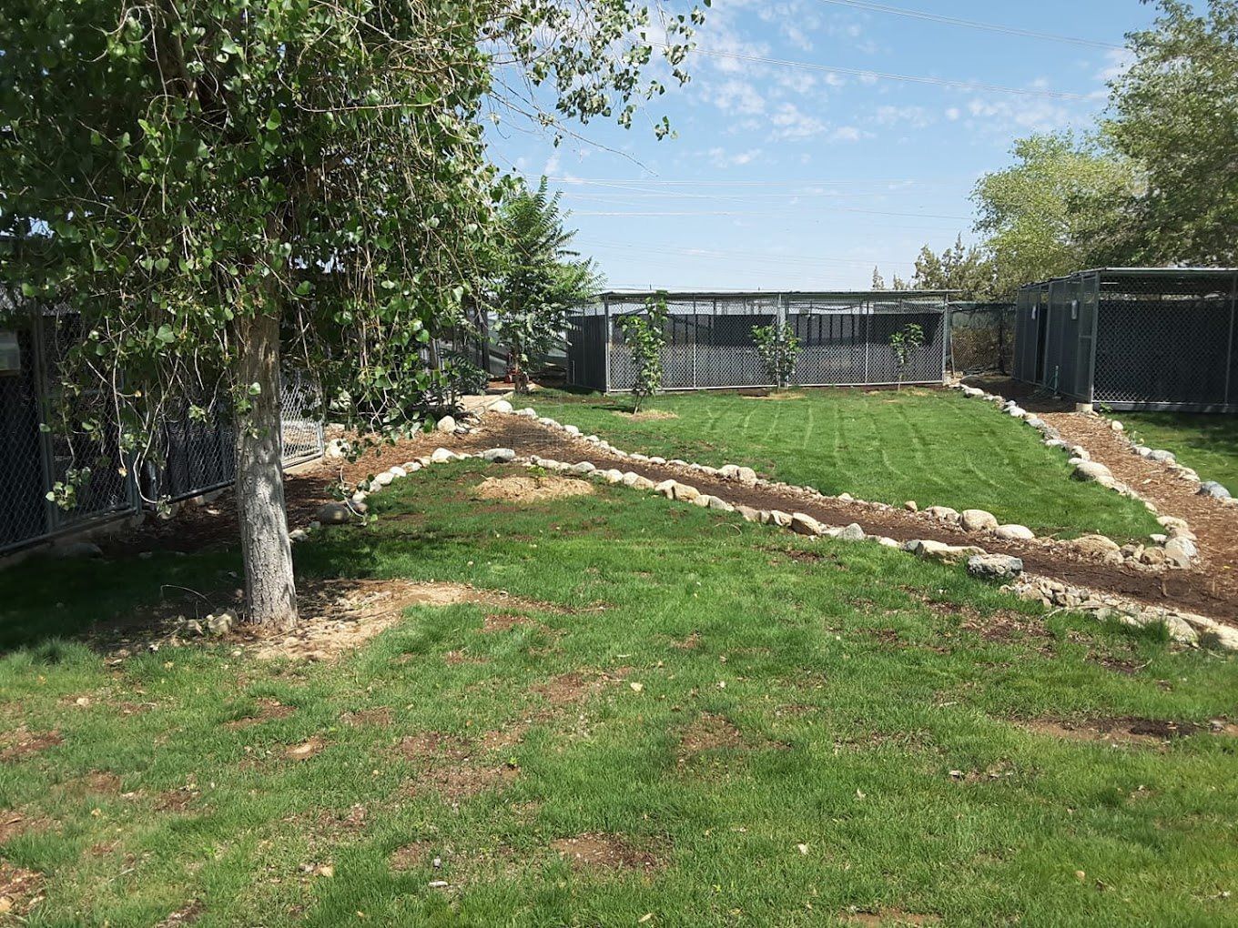 Backyard lawn with a tree, stone edging, and a wooden fence under a bright sky