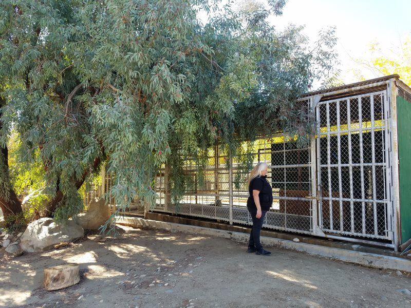 Person standing by a metal gate beside a large tree in a sunlit yard