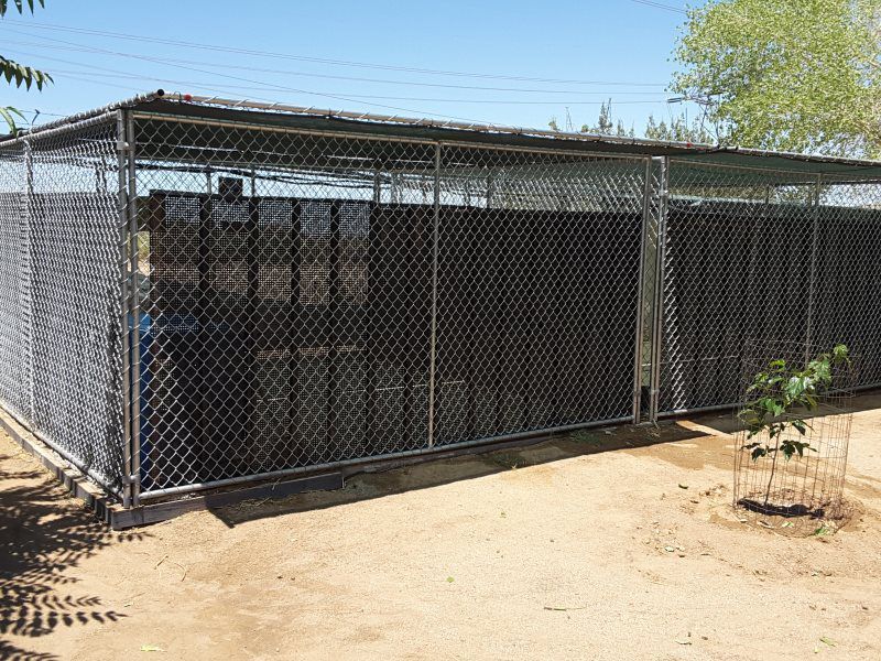 Chain-link kennel beside a dirt yard, with a metal roof and a small sapling nearby.