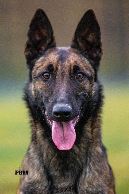 Brindle Belgian Malinois facing forward with ears up and tongue out against a blurred background
