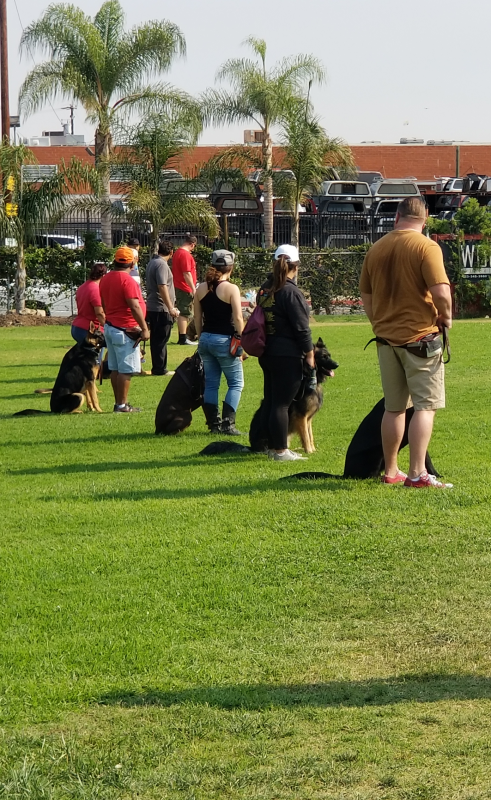 People standing on a grassy field with dogs, near palm trees and buildings in the background.