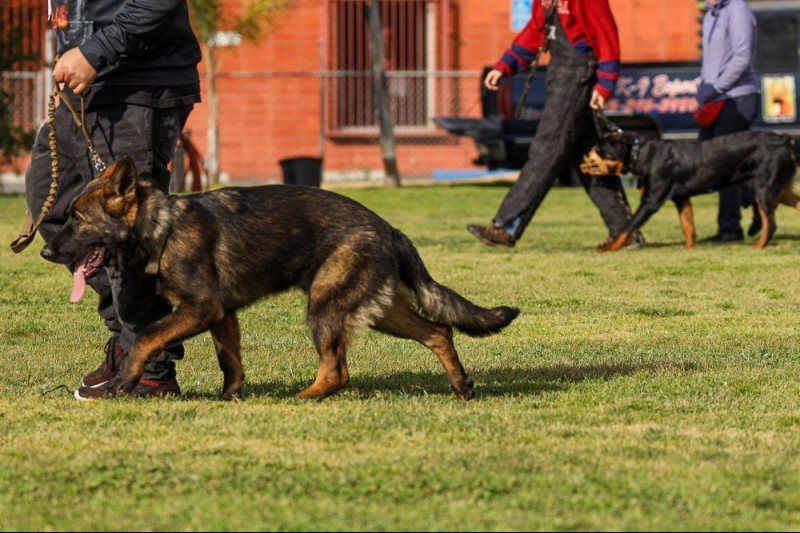 Two German Shepherds walking on leashes in a grassy park with handlers in the background