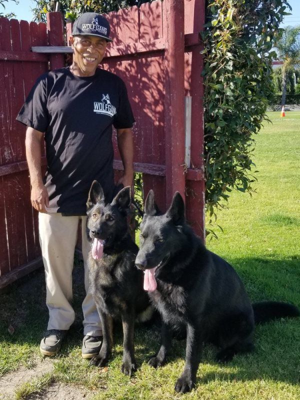 Man standing by a red fence with two black German Shepherd dogs on grass outdoors